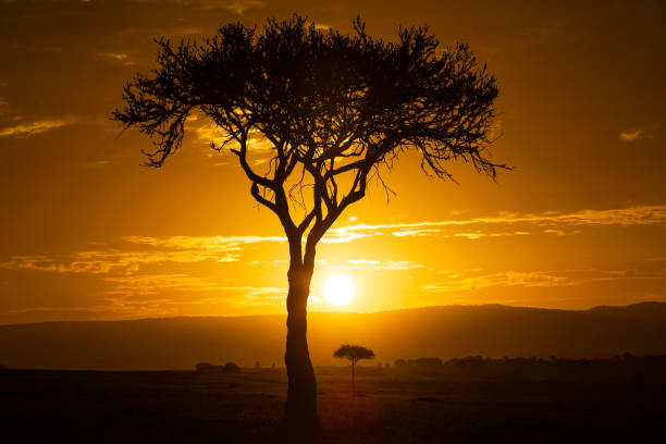 Sunrise at Masai Mara