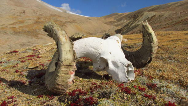 The reindeers on Disko Island in a popular hunting object and the heads and antlers are often put outside for drying, his photograph is from Qeqertarsuaq also known as Godhavn in Greenland