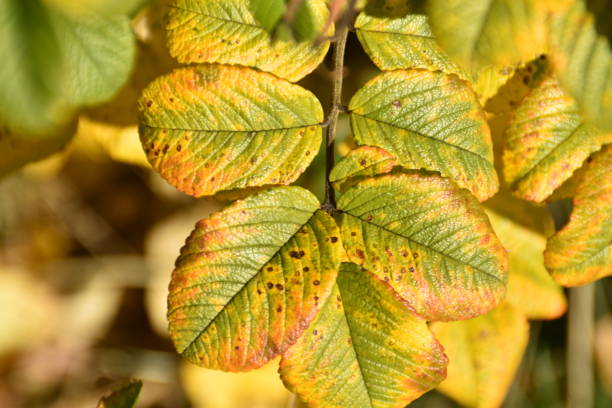 istock Autumnal Rose Bush Leaves 2184595789