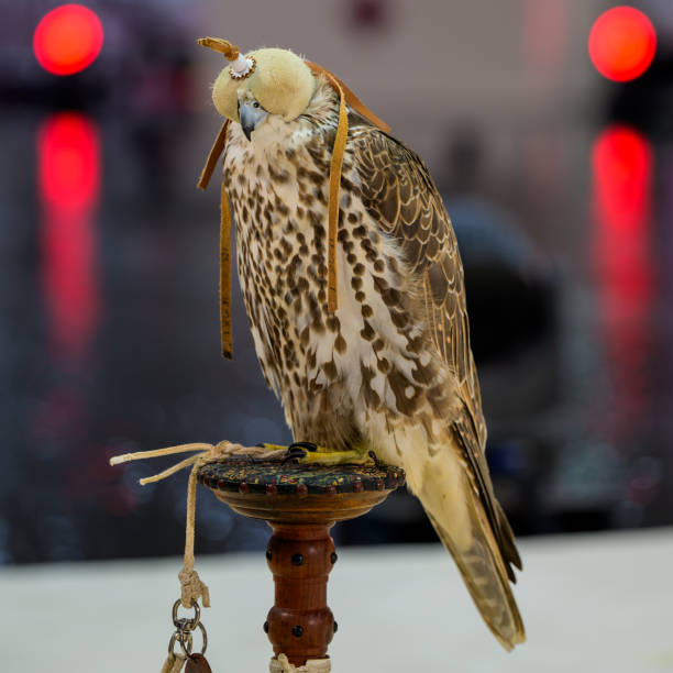 September 12, 2024: INTERNATIONAL HUNTING AND FALCONS EXHIBITION IN DOHA An exhibitor shows a falcon during 8th edition of Katara International Hunting and Falcons Exhibition 2024 Shail