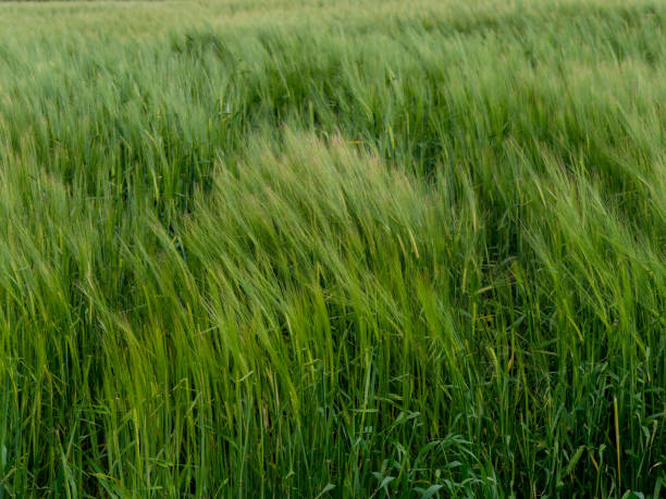 istock Green barley field. Beautiful cereal ears. Plants, full frame. Green field 2184598209