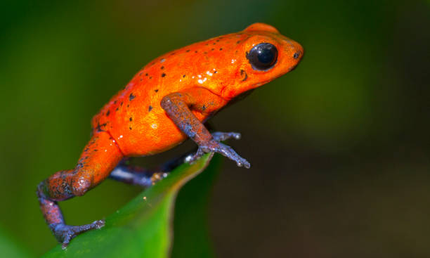 istock Dart Poison Frog, Costa Rica 2184598389
