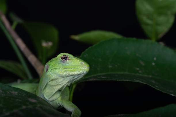 Mexican Spiny-tailed Iguana (Ctenosaura pectinata) banana phase