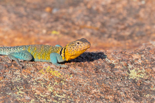 Eastern Collared lizard (Crotaphytus collaris) found in the Wichita Mountains