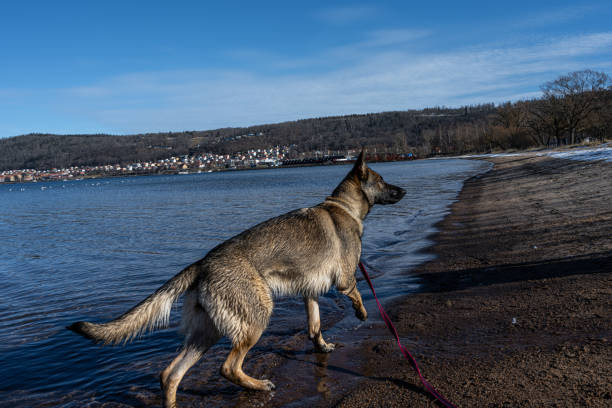 A young happy German Shepherd plays on a beach. Sable colored working line breed