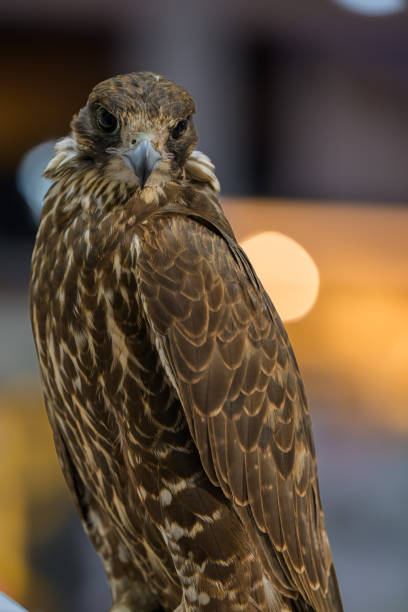 istock Portrait for hawks or falcon Qatar 2024 2184600360