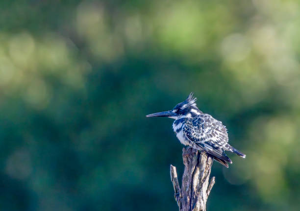 Pied kingfisher (Ceryle rudis rudis) in a tree in South Africa viewed from a game drive vehicle.