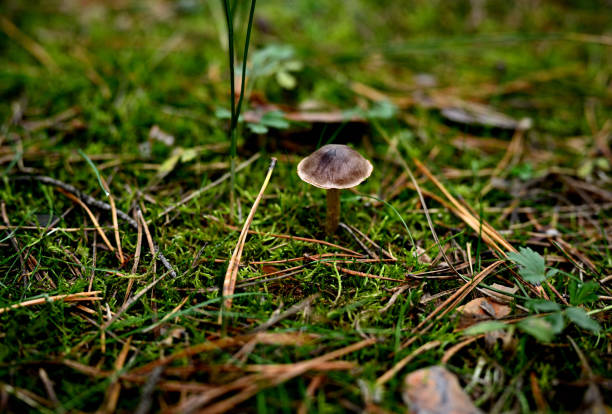 A close-up photograph of a single wild mushroom with a brown cap and slender stem growing amidst vibrant green moss on the forest floor. The scene is rich with details of grass blades, pine needles, and small plants surrounding the mushroom, creating a natural woodland texture. Soft, natural light highlights the earthy tones and textures of the forest ground, evoking the calm beauty of nature. Perfect for themes of wild fungi, forest ecosystems, and nature photography.