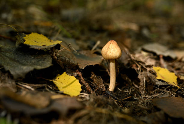 A close-up of a small, solitary mushroom growing on a forest floor surrounded by scattered yellow and brown autumn leaves. The warm, earthy tones of the scene highlight the mushroom’s delicate structure and natural beauty, making it ideal for themes related to nature, wilderness, fungi, and seasonal transitions. The image captures the tranquility of the forest and the intricate details of the mushroom’s environment, perfect for educational, botanical, or environmental projects.