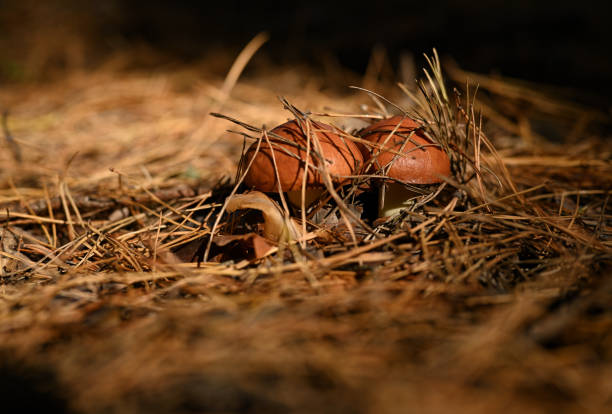 A captivating close-up of two young bolete mushrooms nestled amidst a bed of golden pine needles. The mushrooms' rich brown caps and pristine white stems contrast beautifully with the warm tones of the forest floor. This image captures the delicate beauty and intricate details of these fascinating fungi.