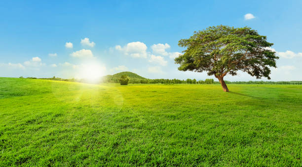 istock Trees on green grass, blue sky and mountain landscape. 2184602251