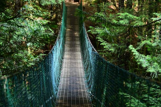 istock Suspension bridge in a lush forest, surrounded by vibrant green foliage 2184602702