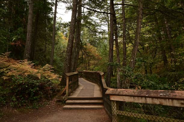 istock Serene wooden pathway through a lush forest with tall trees and ferns 2184602754