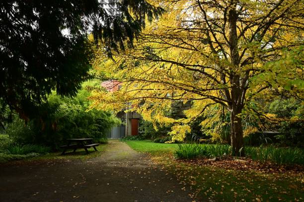 istock Serene autumn scene featuring a golden-leaved tree and a picnic table in a lush garden 2184602763