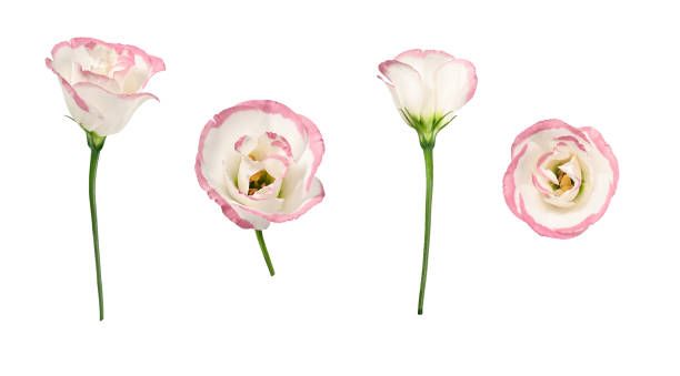 istock Set of Delicate Eustoma flowers with pink border isolated on white background. 2184604720
