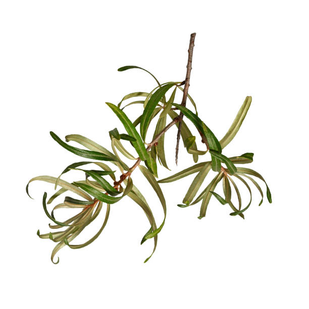 istock Buckthorn branch  (Hippophae rhamnoides)  without berries isolated on white background. 2184605329