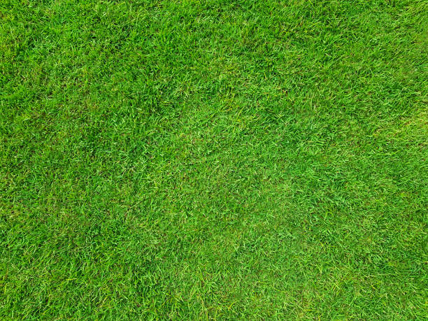 istock Natural green grass top view sport background texture concept. 2184605557