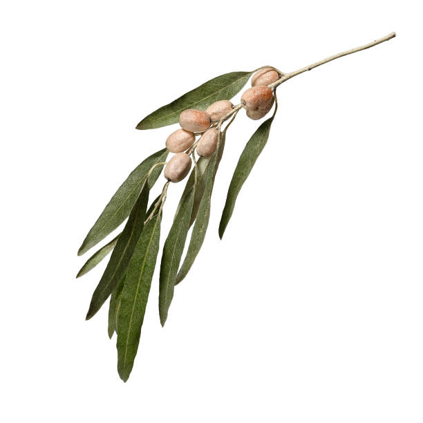 istock Elaeagnus angustifolia branch with fruits isolated on white background. 2184605570