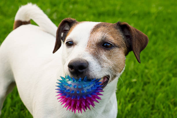 Dog. Jack Russell terrier. Pet. Portrait. Funny cute dog with a toy.
