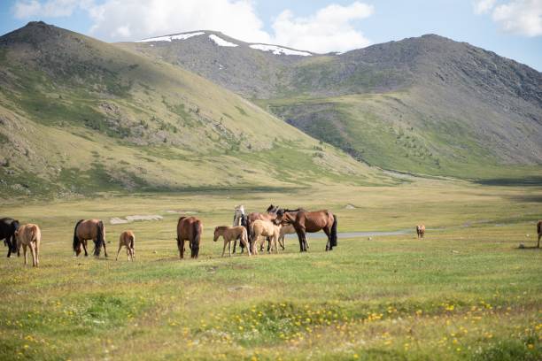 istock Mongolian horses grazing at summer pasture. 2184606215
