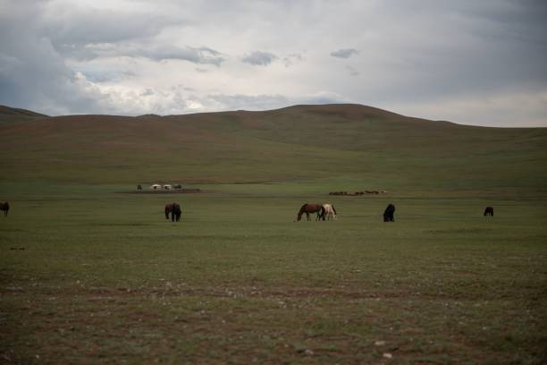 istock Mongolian horses grazing at summer pasture. 2184606275
