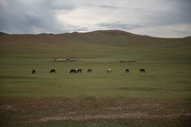 istock Mongolian horses grazing at summer pasture. 2184606301