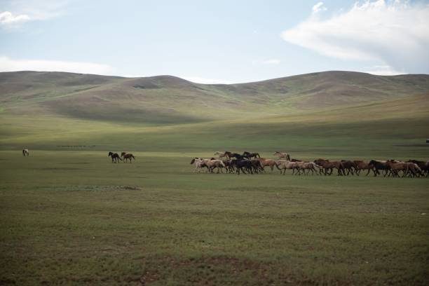 istock Mongolian horses grazing at summer pasture. 2184606316
