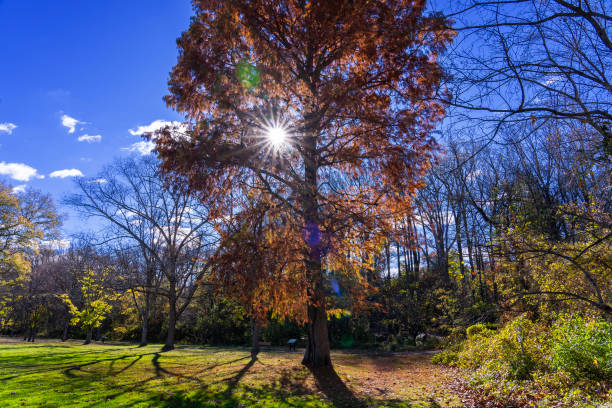 istock Sunburst through the branches of an Autumn tree 2184606319
