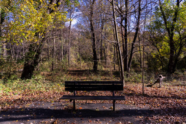 istock A park bench in a wilderness area 2184606323