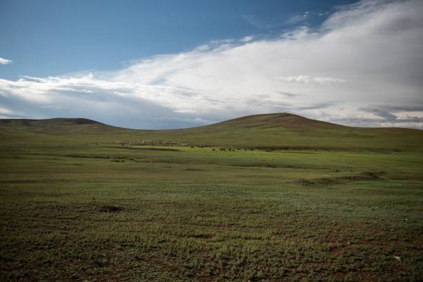 istock Mongolian horses grazing at summer pasture. 2184606358