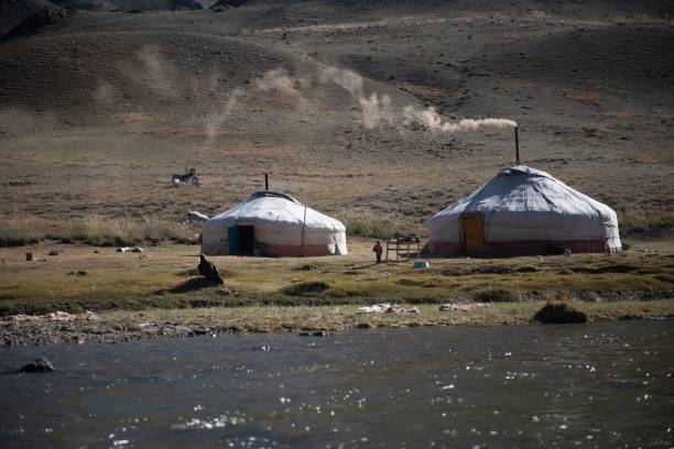 istock Mongolian horses grazing at summer pasture. 2184606393
