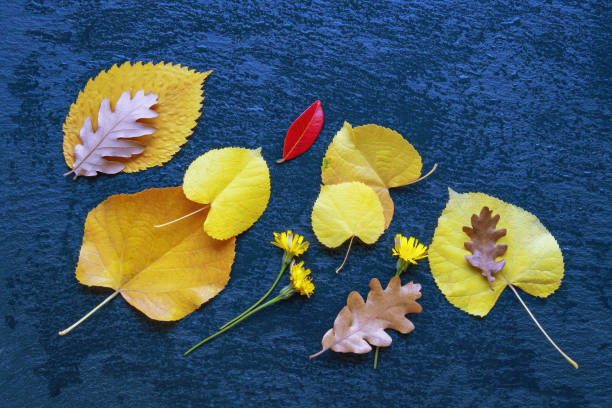 istock Autumn background. Different colorful leaves on black wet table. Copy space 2184606494