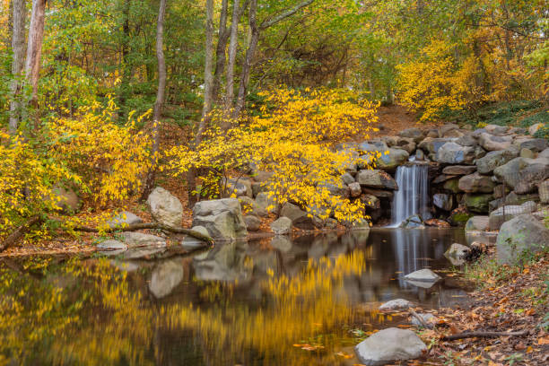 This is a long exposure of water flowing at Fallkill Falls in the newly restored Ravine area in Prospect Park, Brooklyn. Trees with yellow colored autumn leaves surround the  waterfall on an October day in New York City.