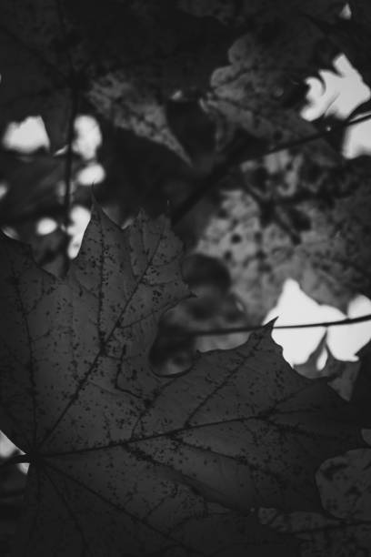 Close up of leaves in black and white
