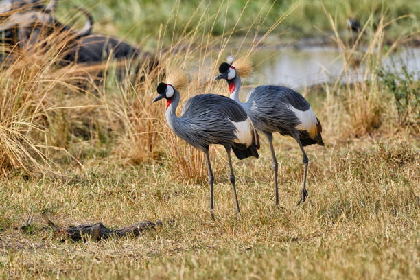 istock Grey crowned cranes near a pond 2184611422