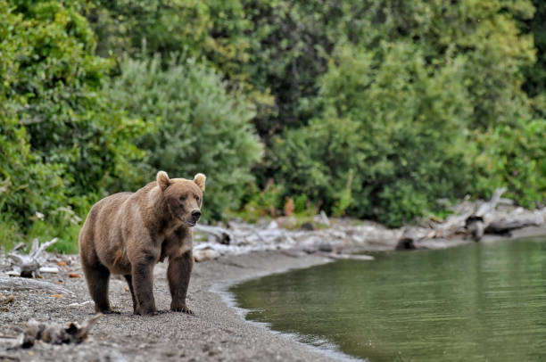 istock Brown Bear looking out at a lake in the Alaskan wilderness 2184611534