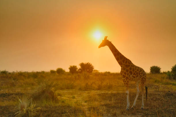 A wild Ugandan Nubian giraffe is seen at sunset in this photo.  The sun is above the giraffe.  The sky is orange, red and has hues of pink.  There are shrubs behind the giraffe.  The animal in this photo is completely wild and free.
