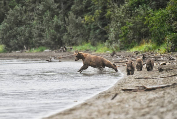 A brown Bear and her three cubs are pictured walking on a lake beach in Katmai National Park Alaska.  All three cubs are ahead of the mother.  The mother bear is running after a salmon in the water .  The three cubs are side by side in front of the mother.
