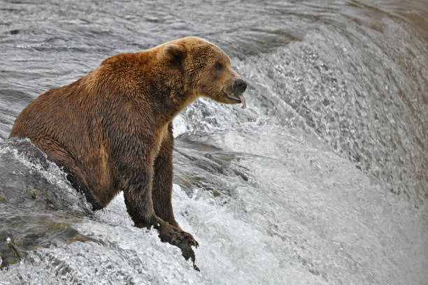 A brown Bear is seen sitting in thigh high water.  The bear is waiting for salmon in the lake.  The tongue of the animal is sticking out.  This photo was taken in Katmai National Park in Alaska.  This photo was taken at Brooks Falls Alaska.