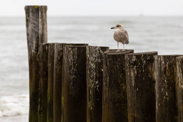 Möwe auf Buhnen in der Nordsee