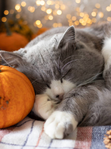 istock Cute cat is sleeping on cosy sofa with warm blanket and pumpkin and bokeh light background, close-up 2184613198