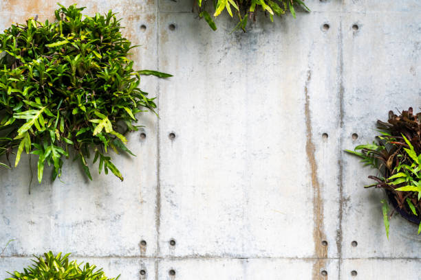 Vertical greenery on a concrete wall with lush green plants, creating modern urban and interior accents