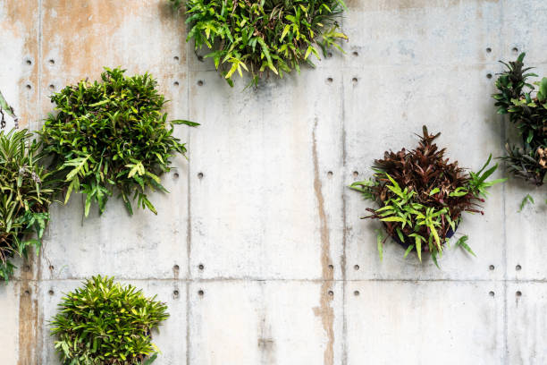 istock Vertical greenery on a concrete wall with lush green plants, creating modern urban and interior accents 2184613406