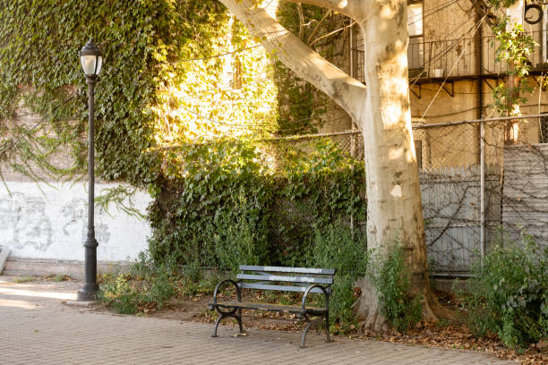 This is a photograph of a park bench by a tree and in front of a chainlink fence covered in ivy in Brooklyn, NYC.