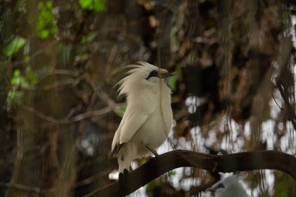 istock Maina rare bird tropical forest bird. 2184613824