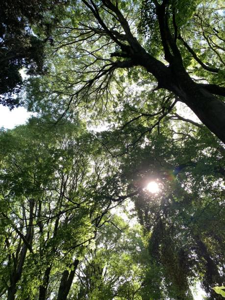 istock Rays of sun among the beech trees of the forest 2184614048