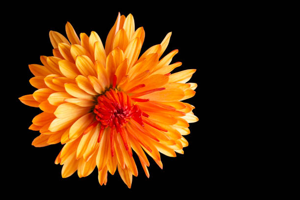 istock beautiful yellow chrysanthemum close-up on black background 2184620945