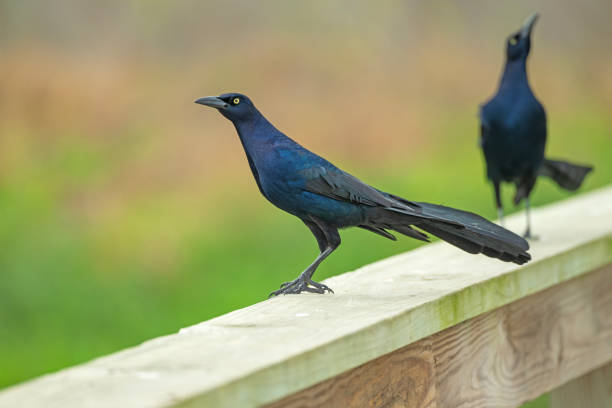 A Boat Tailed Grackle in a Nature Preserve in the Port Aransas Birding Center in Texas
