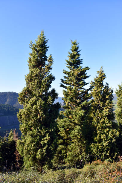 istock Specimens of the Mediterranean cypress (Cupressus sempervirens) 2184622627