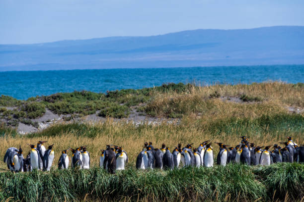 istock King penguin colony on Tierra de Fuego 2184622763